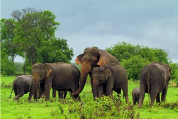 நாடளாவிய ரீதியில் யானைகளின் சனத்தொகை தொடர்பில் வெளியான தகவல்