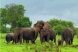 நாடளாவிய ரீதியில் யானைகளின் சனத்தொகை தொடர்பில் வெளியான தகவல்