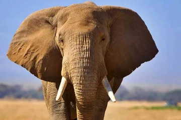 யானையை திருடி ரூ.27 லட்சத்துக்கு விற்ற மர்ம கும்பல்.., வலைவீசும் பொலிஸார்