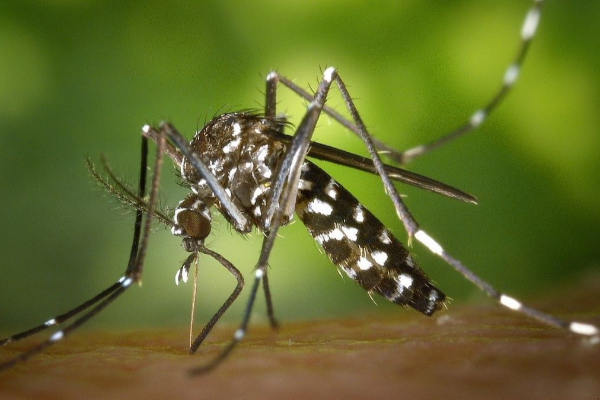 யாழ்.மாவட்டத்தில் டெங்கு நோய் அதிகரிப்பு (Video) | Increase Dengue In Jaffna District