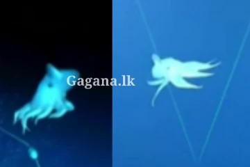 හොඳට බලන්න.. මේ වගේ කෙනෙක් මීට කලින් කවදාහරි දැකලා තියෙනවා ද කියලා - සාගර පත්ලෙන් හමු වූ අරුම පුදුම සතා?.. (VIDEO)