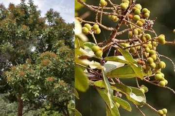 ගණන් උස්සපු සබන් වෙනුවට සබන් ගසක් හොයාගමු.