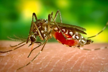 වඳ කළ පිරිමි මදුරුවන් දසලක්ෂයක් ගම්පහට මුදා හැරීමට සැරසෙයි.