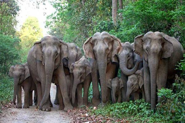இலங்கையில் துப்பாக்கிசூட்டுக்கு உள்ளான யானைகளின் எண்ணிக்கை குறித்து வெளியான அதிர்ச்சி தகவல் | Number Of Elephants Shot In Sri Lanka