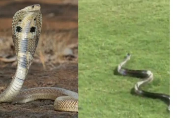 அப்பா என்னை நல்லபாம்பு கடிச்சிடுச்சு! சிறுவன் சொன்ன வார்த்தையால் அதிர்ச்சியடைந்த தந்தை... அடுத்து நேர்ந்த பரிதாபம்