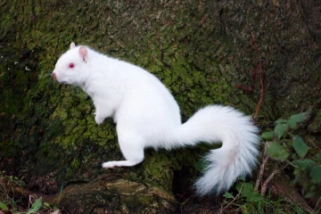 தென்னிலங்கையில் கண்டுபிடிக்கப்பட்டுள்ள வெள்ளை நிற அணில்