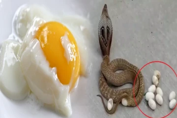 பல நாடுகளில் உண்ணப்படும் வேக வைத்த பாம்பு முட்டை...இது சரியான உணவா?