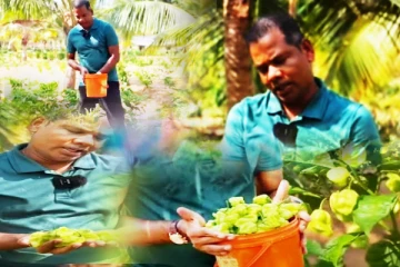 இயக்கச்சியில் களைகட்டும் குடைமிளகாய் அறுவடை