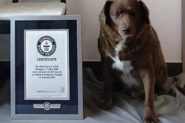 கின்னஸ் சாதனை புத்தக்கத்தில் இடம்பிடித்த நாய்! | Bobi Dog In Guinness Book Of Records 30 Years Live