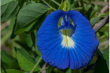 இந்த பூவை அறிந்ததுண்டா? இந்த பூவில் அடங்கியுள்ள மருத்துவம் உங்களுக்கு தெரியுமா?