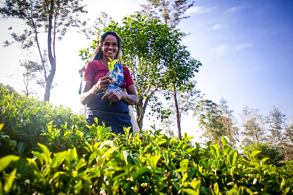 கடந்த ஆண்டு தேயிலை ஏற்றுமதியில் இவ்வளவு இலாபமா! | Last Year S Tea Exports So Much Profit