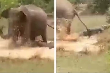 குட்டியை தாக்க வந்த முதலையை துவம்சம் செய்த தாய் யானை! விறுவிறு்பபான காணொளி