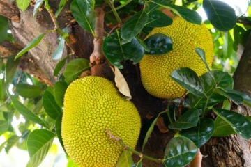 இலங்கையில் பிள்ளைகளின் பசியை போக்க தான் உயிரை தியாகம் செய்த தாய்!