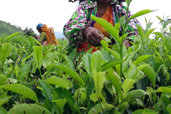 வடமாகாணத்தி்ல் இலங்கையின் இரண்டாவது தெங்கு முக்கோண வலயம் | Second Coconut Triangle Launched Northern Province