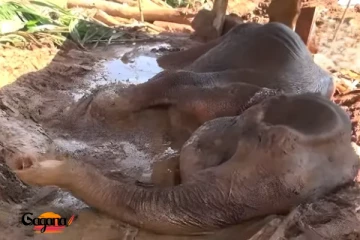 රොන්මඩ වළක සිර වූ ඇතින්නිය - ජීවිතය අනතුරේ (PHOTO)