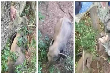 யானையின் தாக்குதலில் இருந்து மயிரிழையில் தப்பிய இருவர்(காணொளி)
