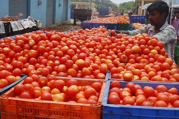 தக்காளி விலை கிடு கிடு உயர்வு கிலோ ரூ.100 - இல்லத்தரசிகள் அதிர்ச்சி..! - தமிழ்நாடு