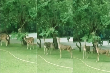 குரங்கு மானுக்கு செய்யும் உதவியால் நெகிழ்ந்து போன இணையவாசிகள்: வைரலாகும் வீடியோ