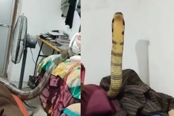 Viral video: ராஜ நாகத்துடன் சுகமான தூக்கம்: கடைசி நொடியில் மெய்சிலிர்த்த தருணம்