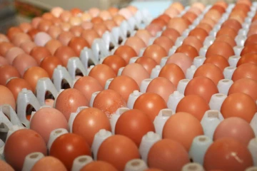 இறக்குமதி செய்யப்பட்ட 06 மில்லியன் முட்டைகள் மக்கள் பாவனைக்கு