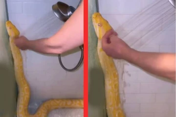 viral video: மலைப்பாம்பை குழந்தை போல் குளிக்க வைக்கும் பெண்... புல்லரிக்கும் காட்சி