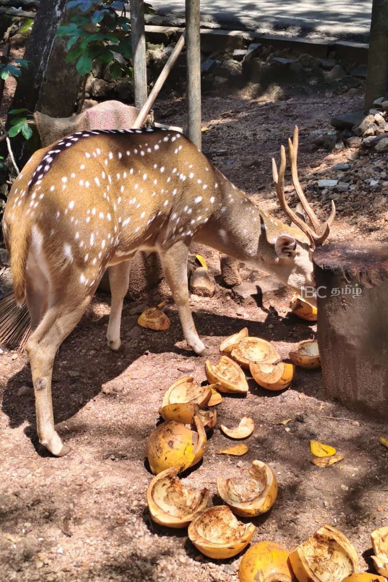 திருக்கோணேஸ்வரத்தில் மான்களுக்கு நேர்ந்துள்ள ஆபத்து! | Appeal To Protect Trinco Koneswaram Deer திருக்கோணேஸ்வரத்தில் மான்களுக்கு நேர்ந்துள்ள ஆபத்து! | Appeal To Protect Trinco Koneswaram Deer