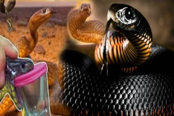 உலகின் கொடிய விஷப்பாம்பு எது தெரியுமா? ராஜநாகம் இல்லையாம்