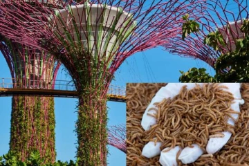 உணவு பட்டியலில் 16 வகை புழு, பூச்சியினங்களை சேர்ந்த சிங்கப்பூர்!