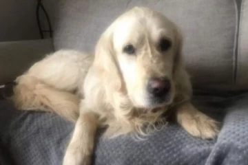 27 நாட்கள்.. 64 கி.மீ தூரம் பழைய ஓனரை தேடிச்சென்ற நாய் - மனதை உருக்கும் சம்பவம்!