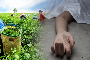 கொழுந்து பறித்துக் கொண்டிருந்த பெண்ணுக்கு நேர்ந்த துயரம்