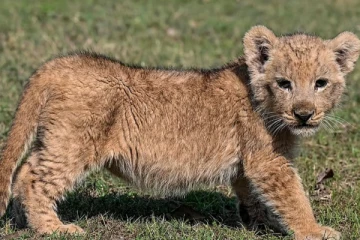 பாகிஸ்தானில் மக்களைத் தாக்கிய வளர்ப்பு சிங்கம் ; சமூக வலைதளங்களில் வைரலான பதிவு