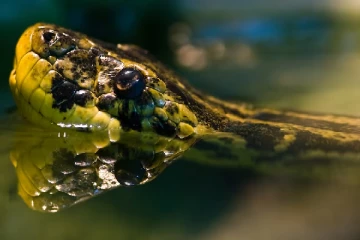 தெஹிவளை தேசிய மிருகக்காட்சிசாலை அனகொண்டா மாயம்!