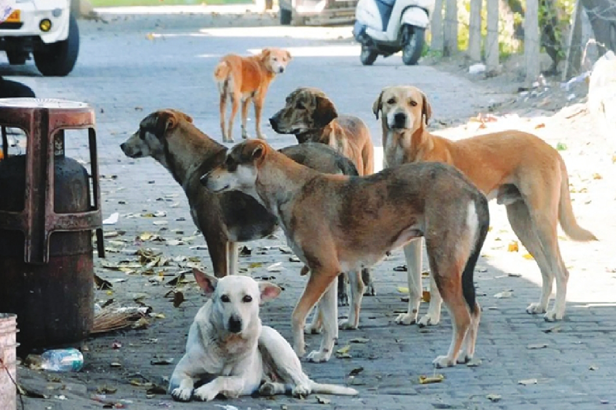 வடக்கில் 15ஆயிரம் நாய்களுக்கு கருத்தடை | Sterilization For 15 000 Dogs In The North