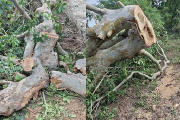 இரவோடு இரவாக பாரிய மரங்களை வெட்டி சென்ற இனந்தெரியாத நபர்கள்! வவுனியாவில் சம்பவம் | Cut Down Huge Trees Overnight Incident In Vavuniya