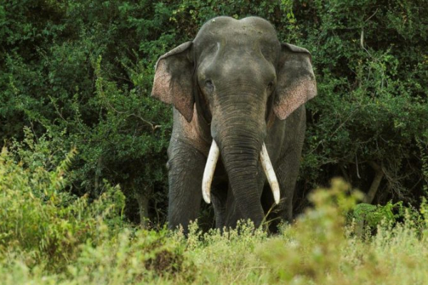 இலங்கையில் கொல்லப்பட்ட நிலையில் யானைகளின் உடல்கள் | Bodies Of Elephants Found In Sri Lanka