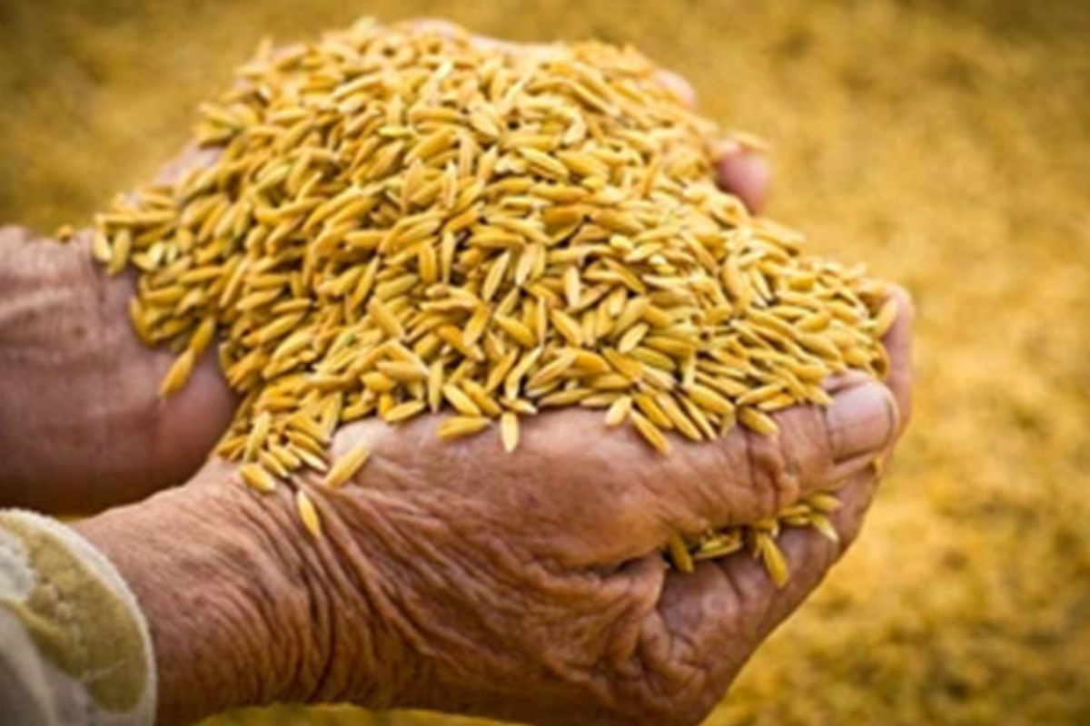 விவசாயிகளிடம் இருந்து 33000 தொன் நெல் கொள்வனவு | Paddymarketing Purchases 33 666 Metric Tons Paddy விவசாயிகளிடம் இருந்து 33000 தொன் நெல் கொள்வனவு | Paddymarketing Purchases 33 666 Metric Tons Paddy