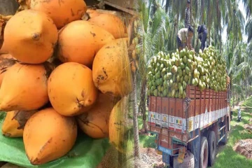 இலங்கையில் இளநீர் செய்கையை அதிகரிக்க விசேட நடவடிக்கை!