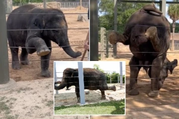 தினமும் யோகா செய்யும் யானைகள்: ஹூஸ்டன் உயிரியல் பூங்காவின் சிறப்பு முன்னெடுப்பு