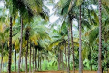 தென்னை மரங்களை வெட்டத் தடை - வருகிறது வர்த்தமானி?