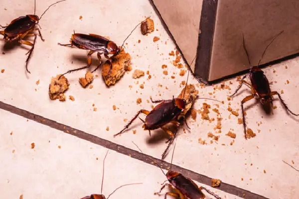 உலகிலே கரப்பான் பூச்சிகள் வாழ முடியாக இடங்கள் எவை தெரியுமா? இது தெரியாம போச்சே | Cockroaches Cannot Live In These Places In World