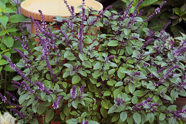 சளி பிரச்சனையை அடியோடு விரட்டணுமா? கருந்துளசியை கட்டாயம் சாப்பிடுங்க | Black Basil Leaf Benefits Winter Season