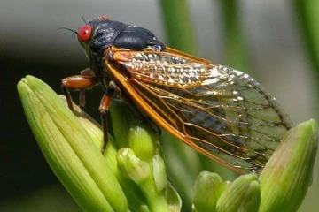 17 ஆண்டுகள் தூங்கும் உயிரினம் எது தெரியுமா? பலரும் அறிந்திடாத வினோத தகவல்