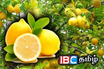 உலகில் அதிக எலுமிச்சை உற்பத்தி செய்யும் நாடு எது தெரியுமா?