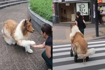 16,000 டொலர்கள் செலவு செய்து நாய் போல் மாறிய மனிதருக்கு கிடைத்துள்ள ஏமாற்றம்
