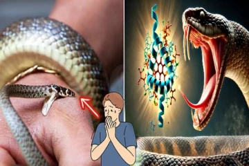 பாம்பு கடித்தவுடன் இதை மட்டும் செய்திடாதீங்க... உயிராபத்து உறுதியாகிடும்