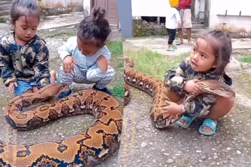 Snake Video: ராட்சத மலைப்பாம்புடன் சிறுவர்கள்... பதற வைக்கும் காட்சி