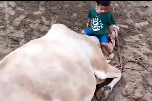 பசுவுடன் புரண்டு கொஞ்சி விளையாடும் குழந்தை! மனிதர்களையும் மிஞ்சிய பாசம் | Viral Video Cow Love Cute Baby