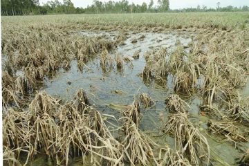 கையிருப்பில் உள்ள இரசாயனப் பசளைகள் : விவசாய அமைச்சு மேற்கொண்டுள்ள நடவடிக்கை