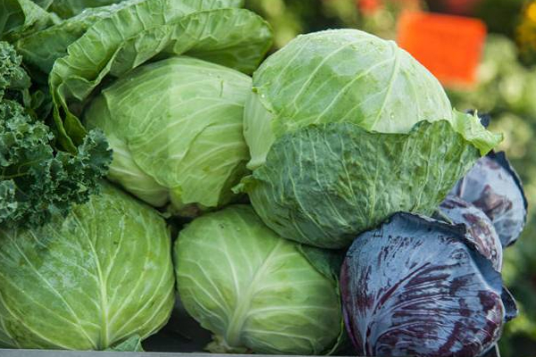 உடல் எடை அதிகரிக்கிறதா? உடனே குறைக்க இதை சாப்பிடுங்க! | Weight Gain Eat Cabbage To Weight Loss Immediately