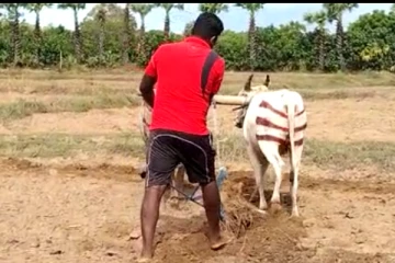 கிளிநொச்சியில் கால் நடைகளைக் கொண்டு விவசாயம்